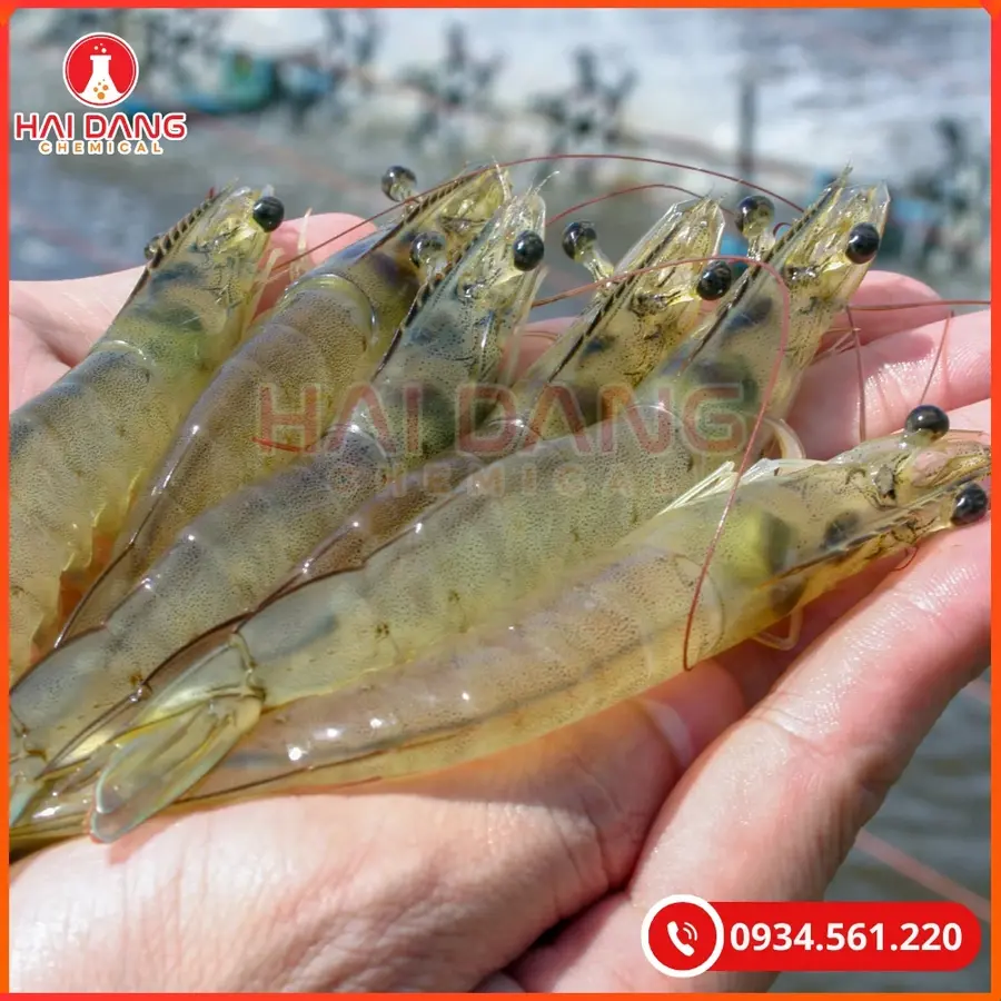 Iodine 9000 Việt Nam Chai 1L Sát Khuẩn Thủy Sản | Giá Tốt Tại Kho Quảng Ninh